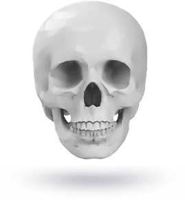 Realistic human skull on white background
