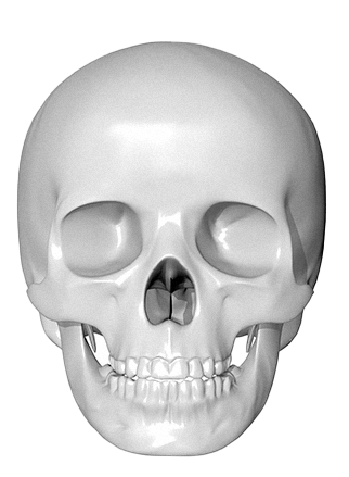 Human skull anatomy for 345 Plastic Surgery where natural bone structure is key.