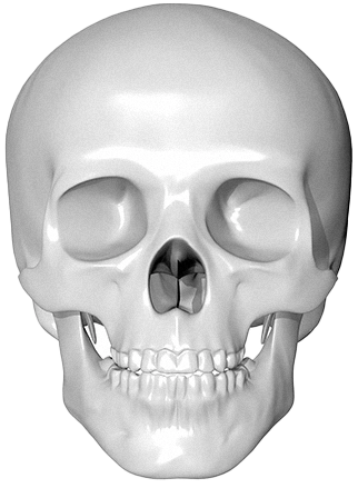 Human skull anatomy for 345 plastic surgery where natural procedures.