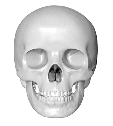 Human skull anatomy for 345 Plastic Surgery where natural results are achieved.