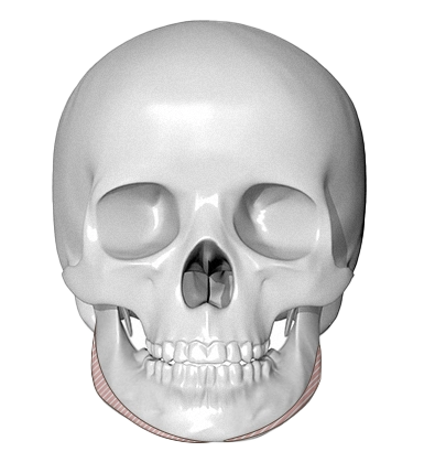 Skull anatomy for plastic surgery 345. Facial bone structure where natural.