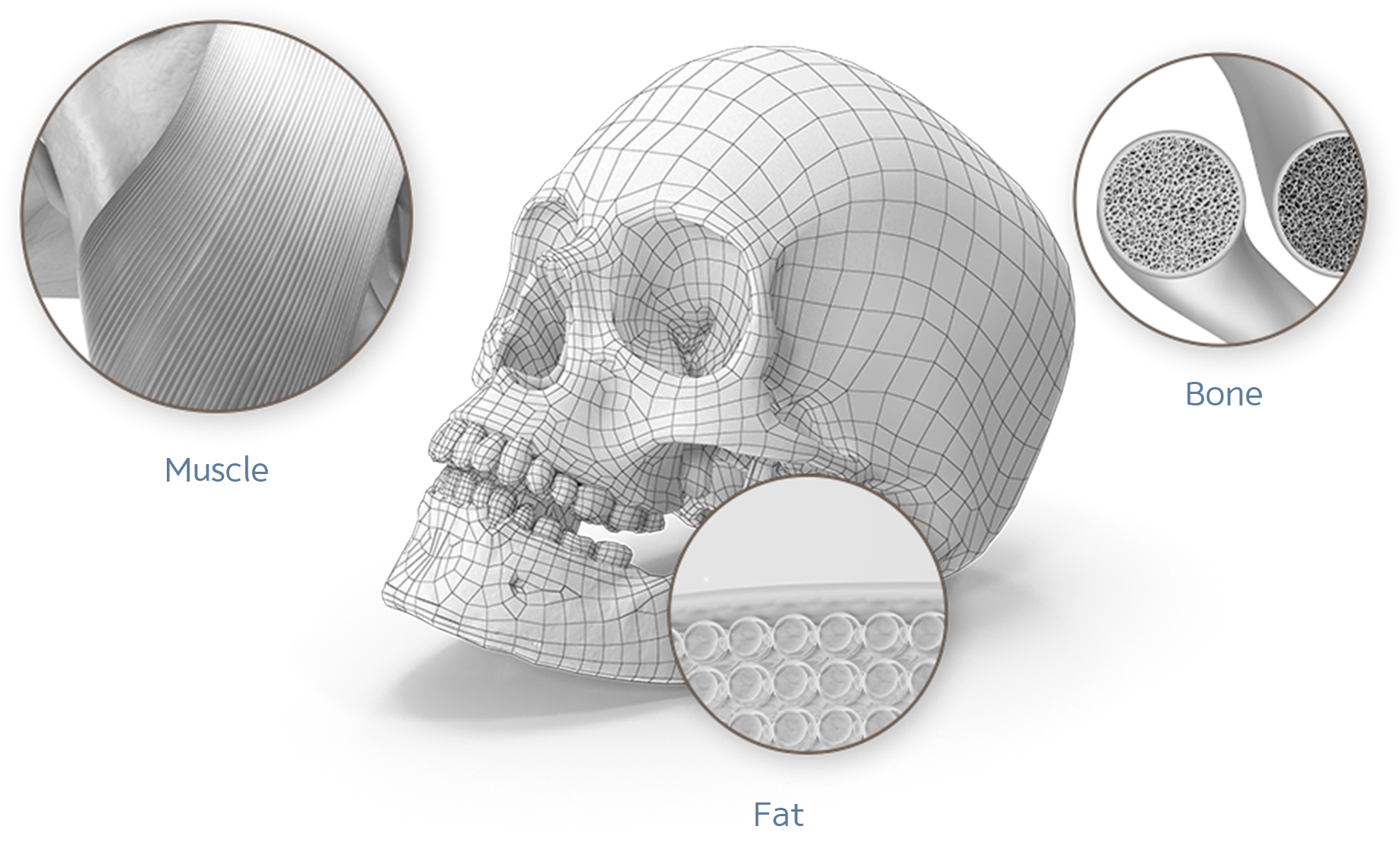345 Plastic Surgery: Skull wireframe, muscle, bone, and fat layers for natural results.