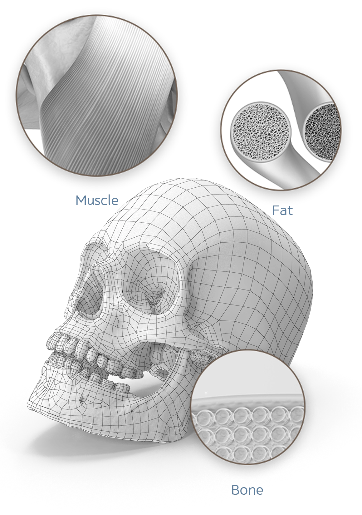 345 Plastic Surgery where natural skull wireframe with muscle fat and bone detail for plastic surgery procedures