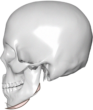 Human skull anatomy for plastic surgery 345. Plastic Surgery where natural.