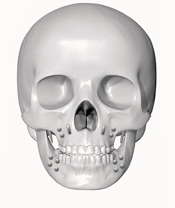 Human skull anatomy for plastic surgery 345 where natural look is desired.