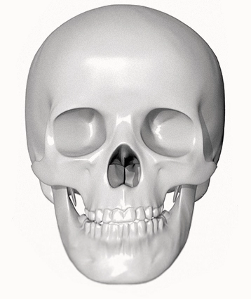 Human skull anatomy for plastic surgery where natural 345.