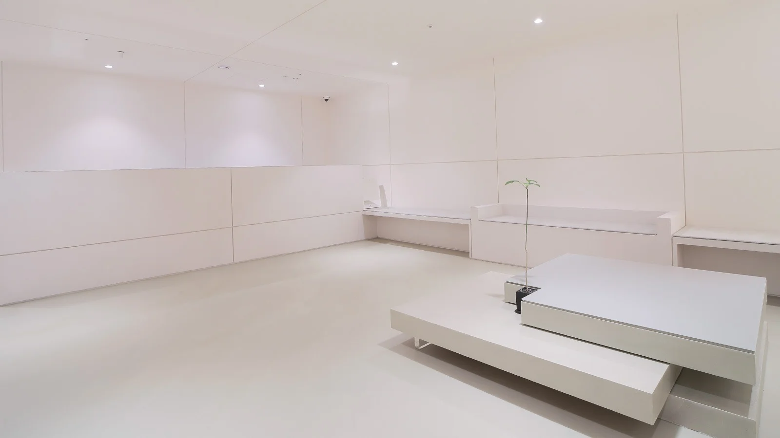 Minimalist all white room with plant. 345 Plastic Surgery where natural results are the goal.