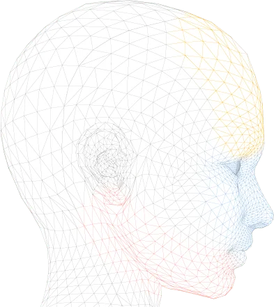 3D wireframe model of a human head