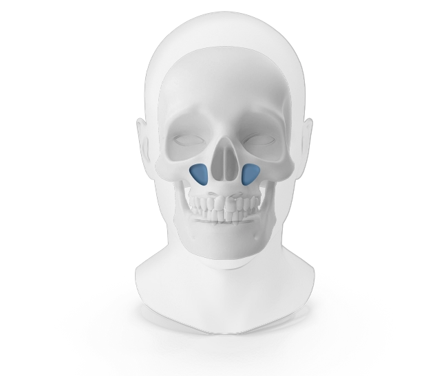 Human skull with blue nasal cavity for 345 Plastic Surgery where natural.
