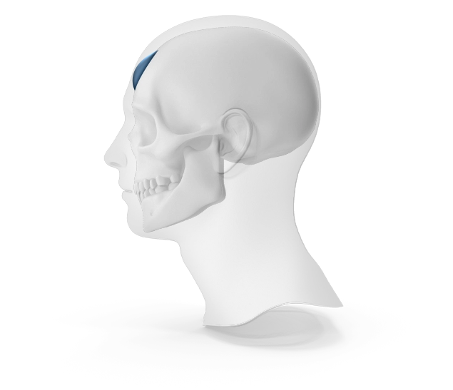 Skull and head profile for plastic surgery where natural 345.