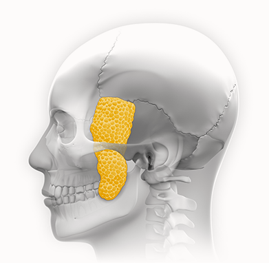 Buccal fat pads anatomy for plastic surgery where natural 345