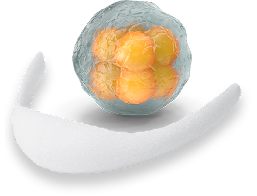 Fat cell and white band for natural 345 plastic surgery where natural results