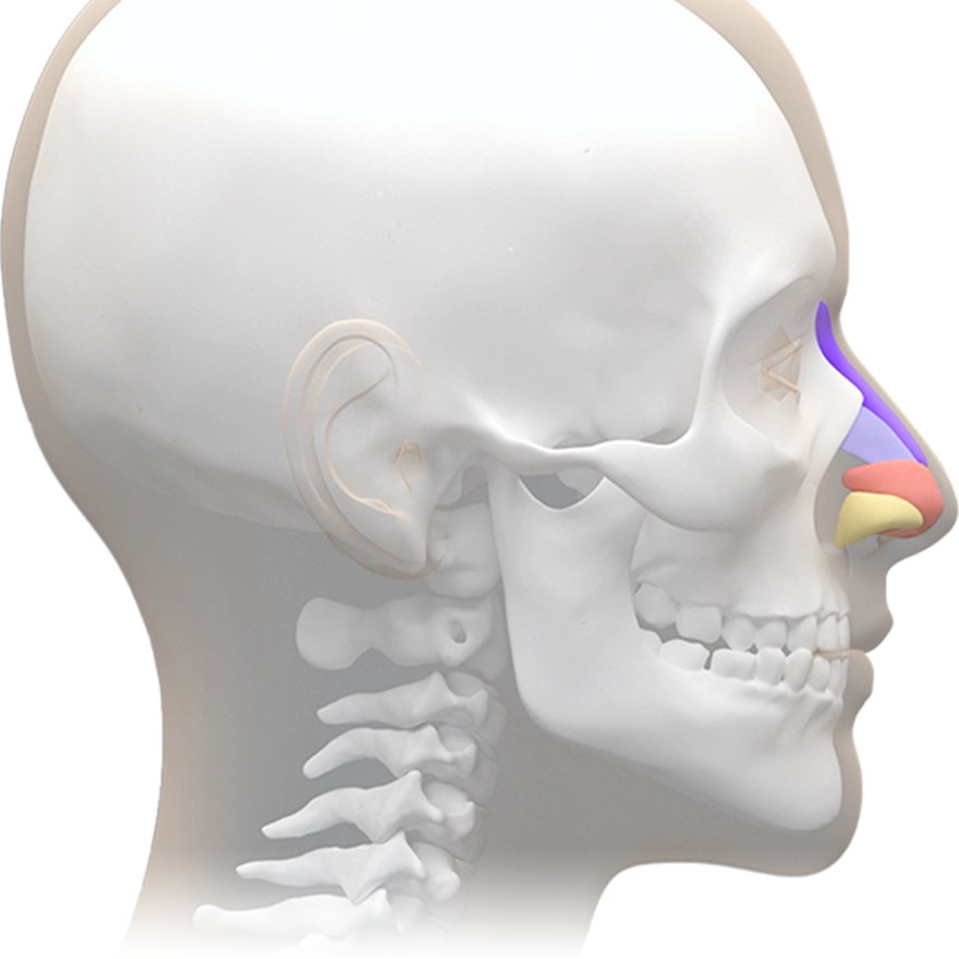 345 Plastic Surgery diagram of nose anatomy for natural results.