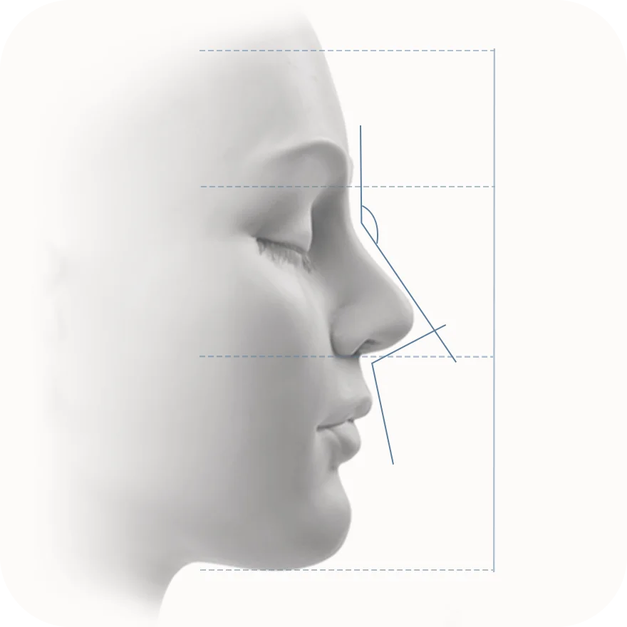 Profile illustration showing facial symmetry and proportions.