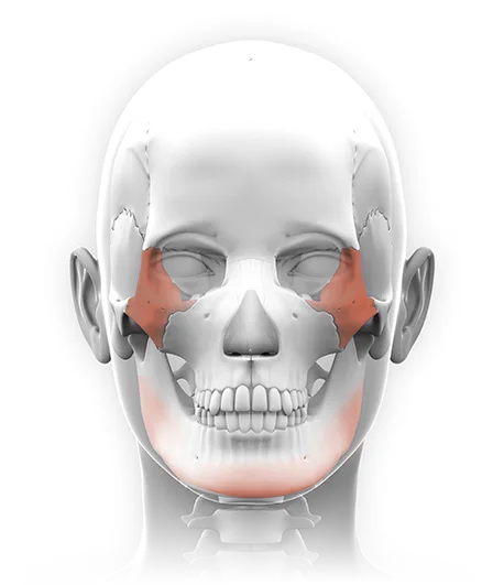 345 Plastic Surgery skull showing where natural plastic surgery can enhance facial features.