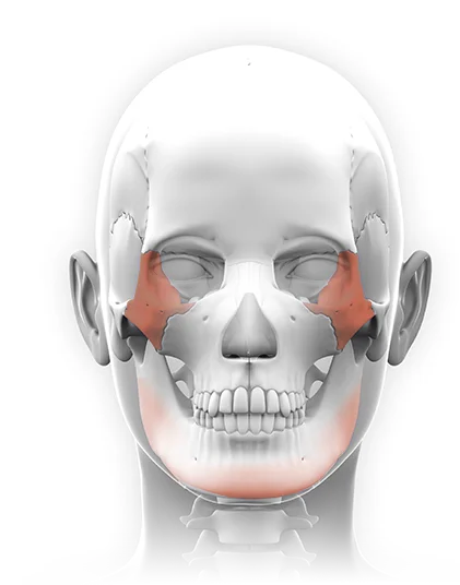 Facial skeleton for 345 plastic surgery where natural, skull anatomy.