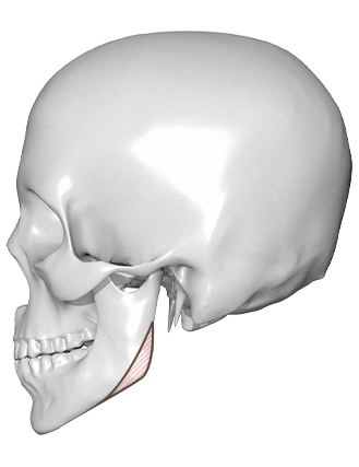 Human skull side view for 345 plastic surgery where natural results.