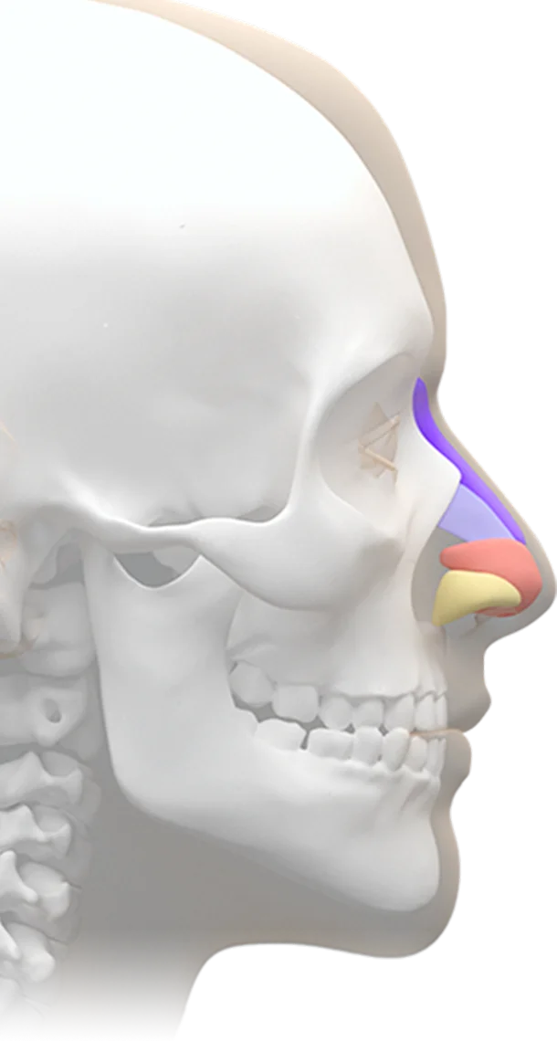 Nose anatomy for 345 plastic surgery where natural. Skull with nasal cartilage highlighted.