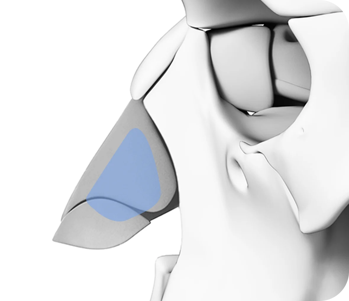 Nose anatomy for plastic surgery. 345 Plastic Surgery where natural.