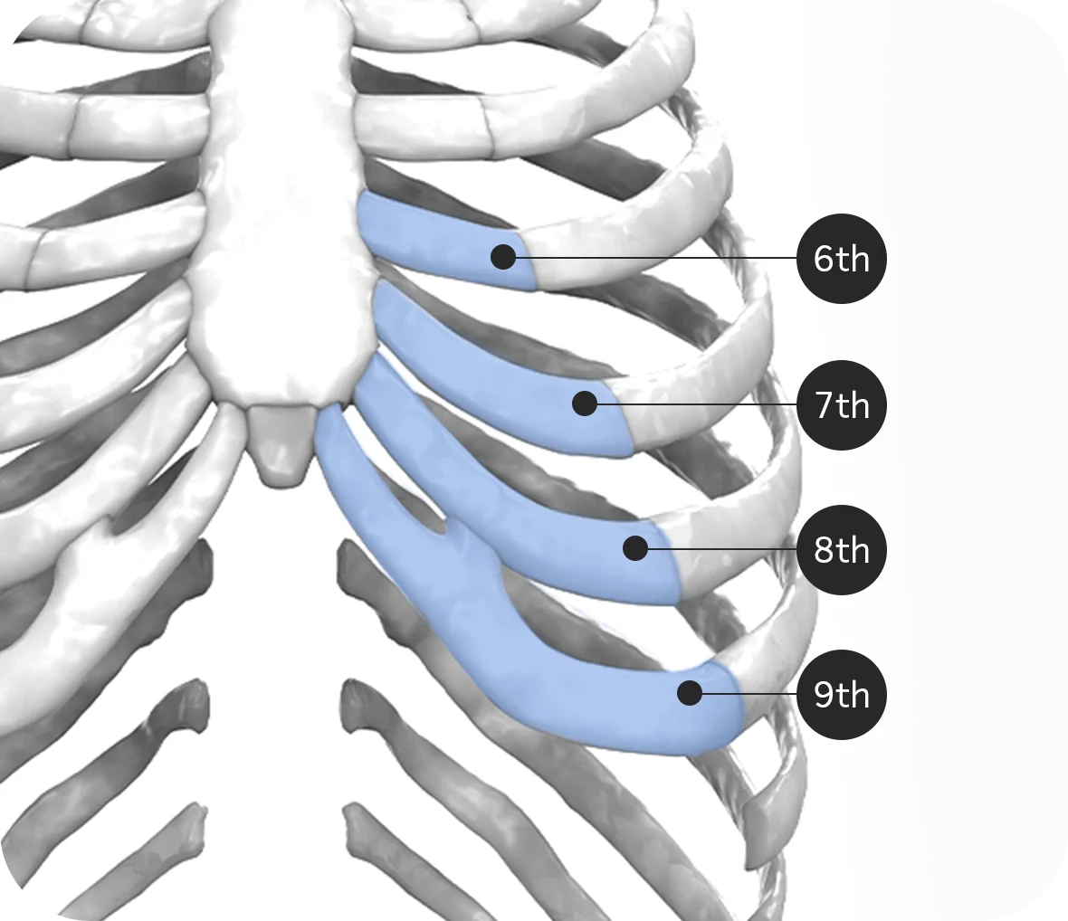 Rib cage anatomy showing 6th to 9th ribs for plastic surgery where natural 345.
